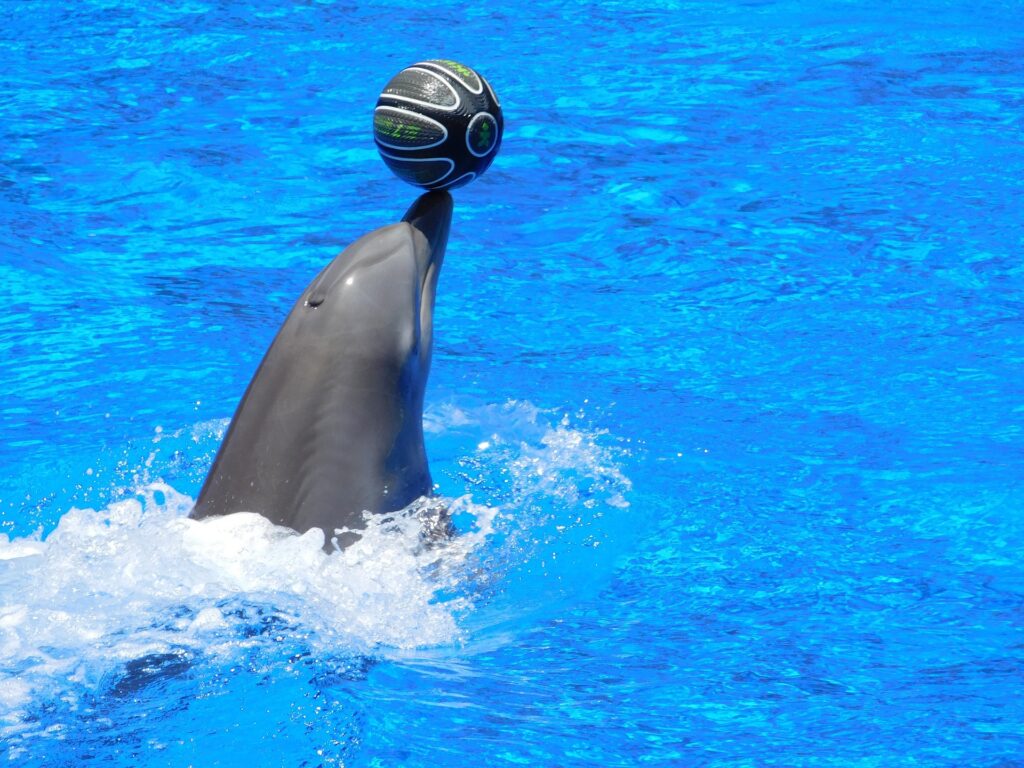 Dolphin playing with ball