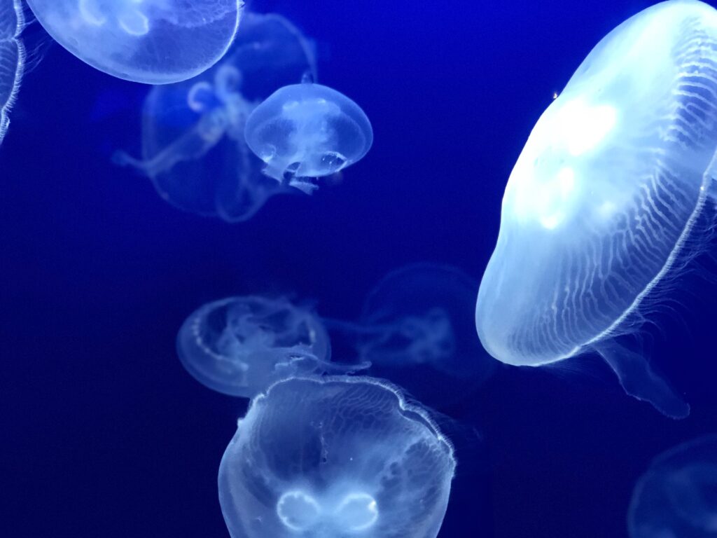 Jellyfish Swimming