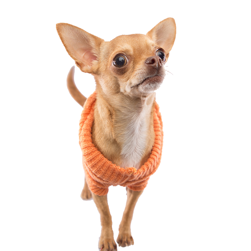 Pet Care