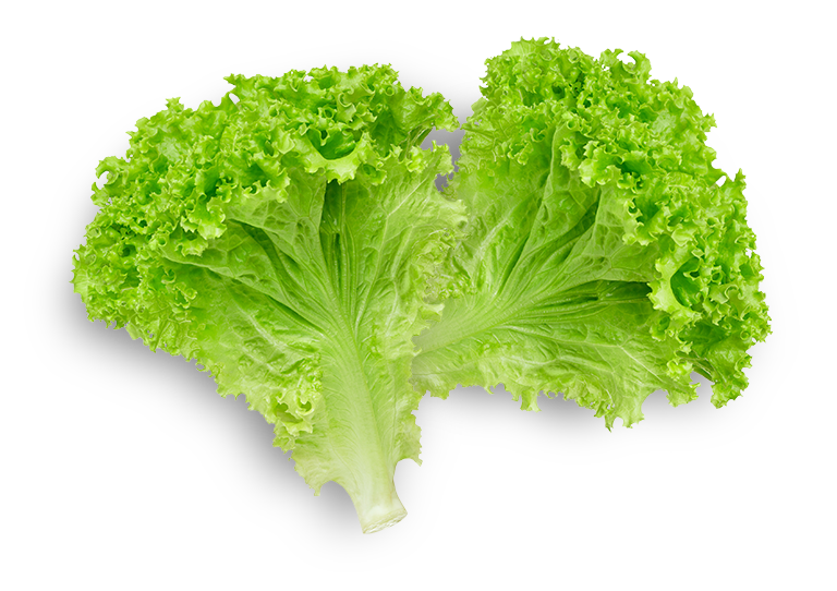 Lettuce