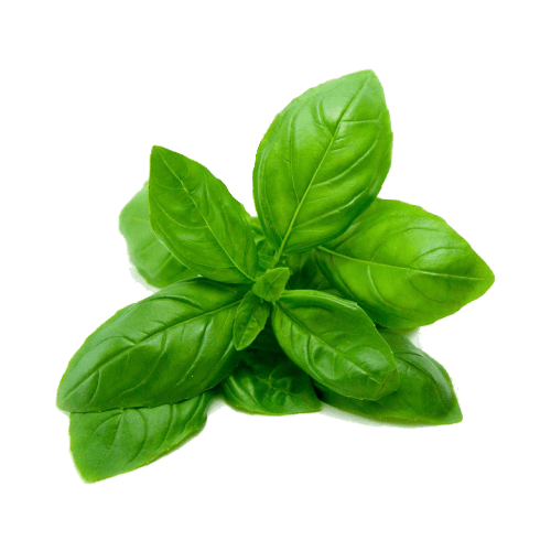 Basil