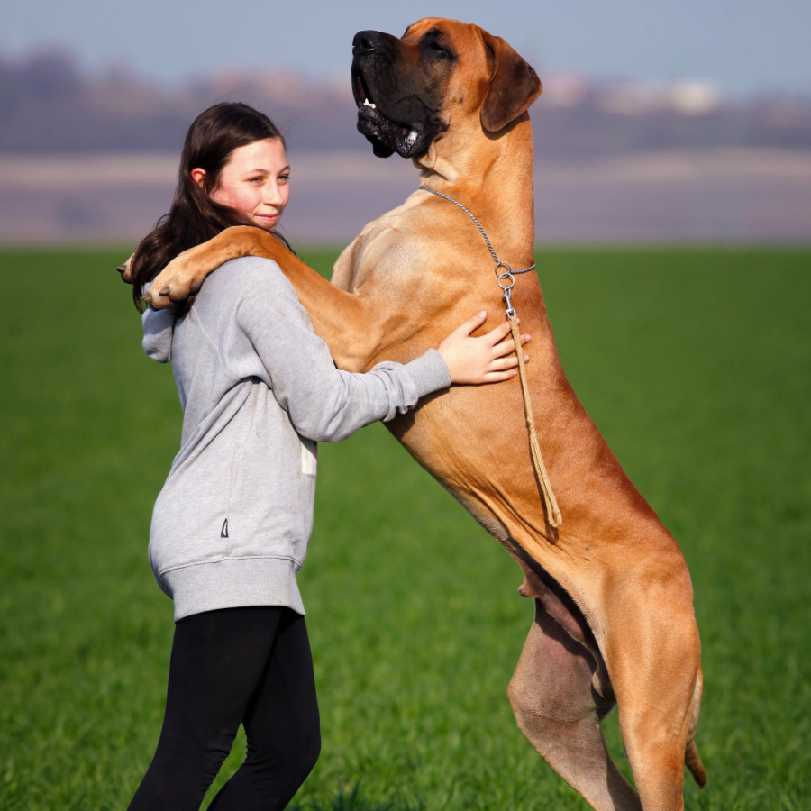 Pet Care - Image 2